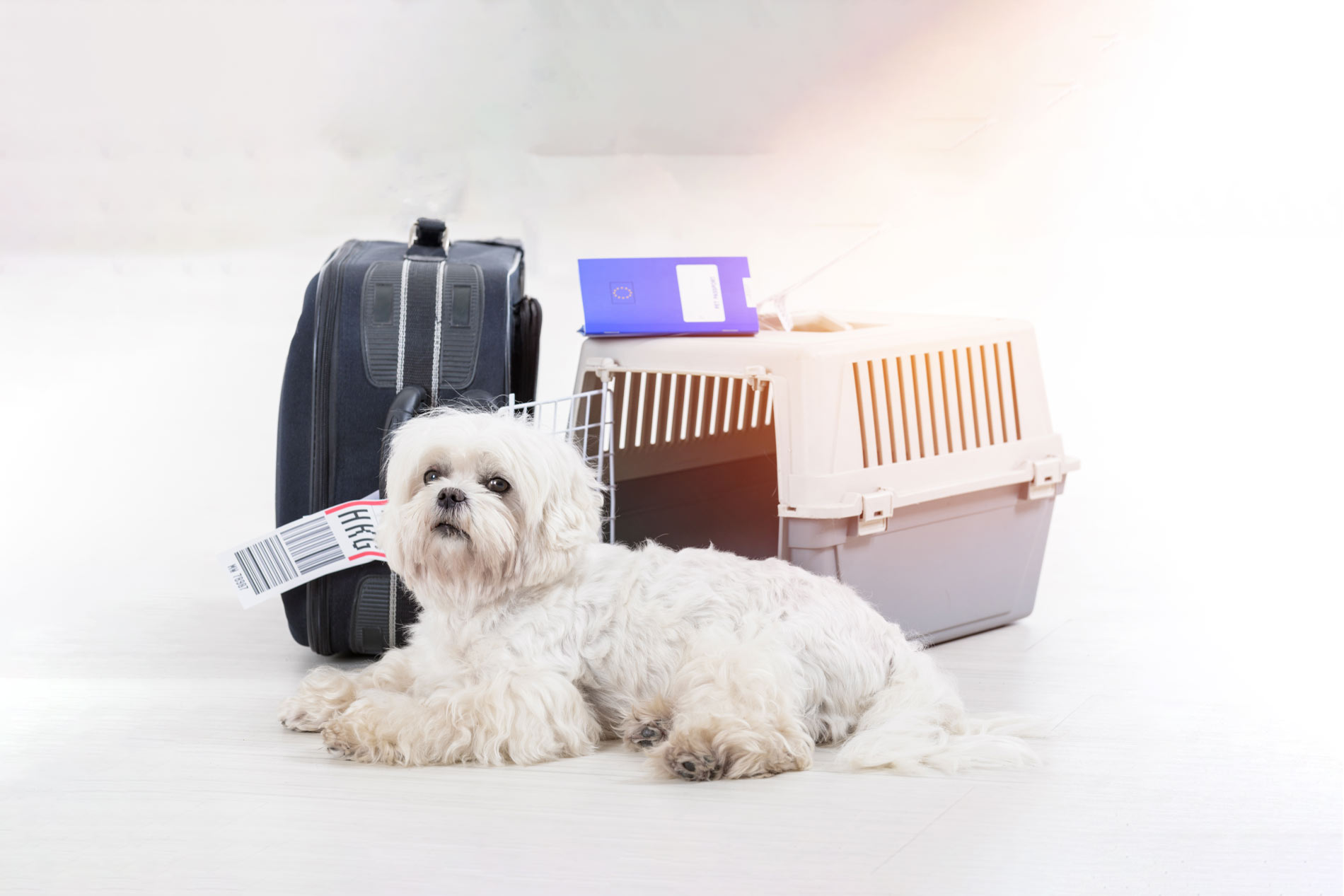 kok-DEP-travel_animal.jpg kok-DEP-travel_animal.jpg